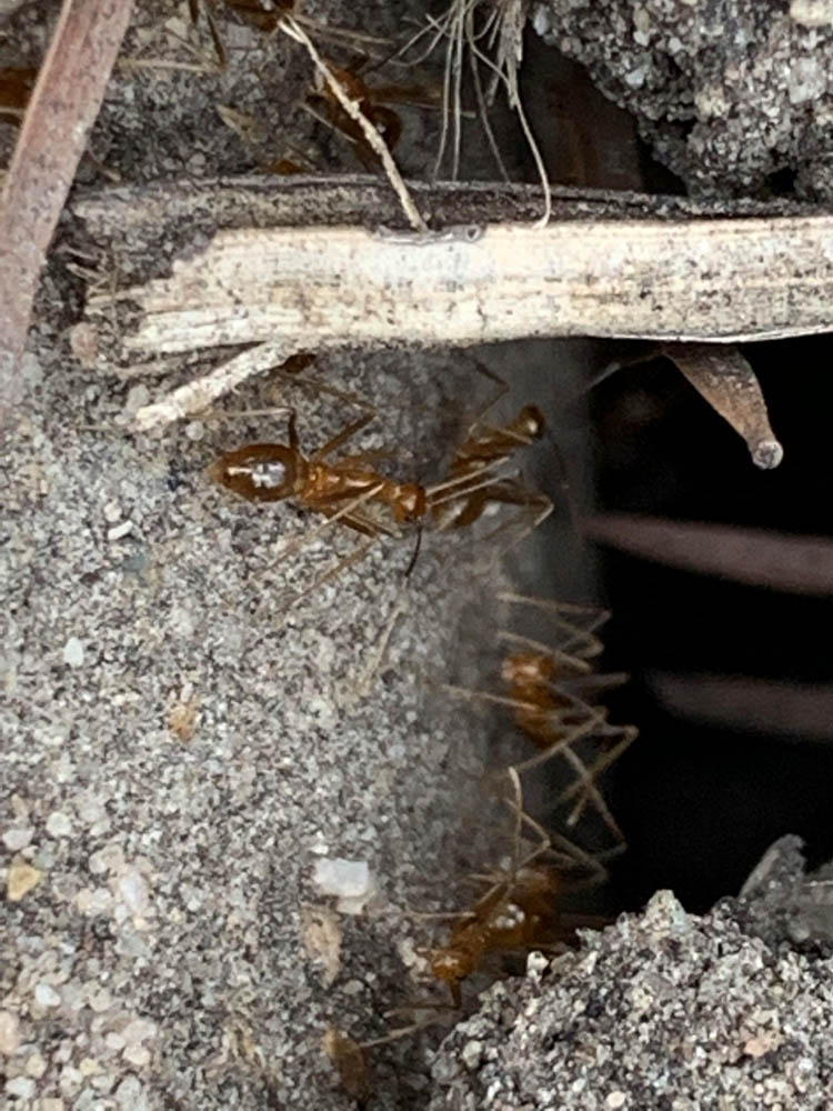 Deadant Fire Ant Killer-Best Fire Ant Killer in Queensland